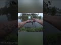 Gave drill en dikke kolken. #karpervissen #karper #carpfishing #korda #shorts #carp #fishing #fish
