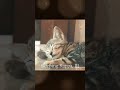 如果你失眠試試這段聲音,很多人5分鐘就睡著了 😴 完整版在頻道Sleeping Kappa