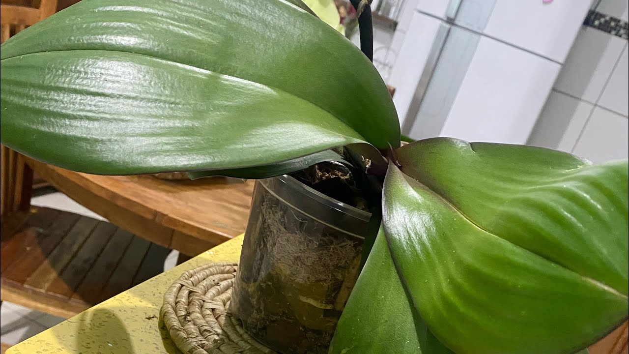 Replante da Taisuco Ana (orelha de elefante)