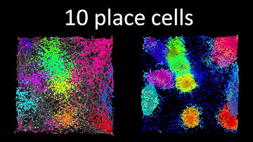 10 place cells (rat hippocampus CA1) recorded simultaneously over 50 minutes of foraging