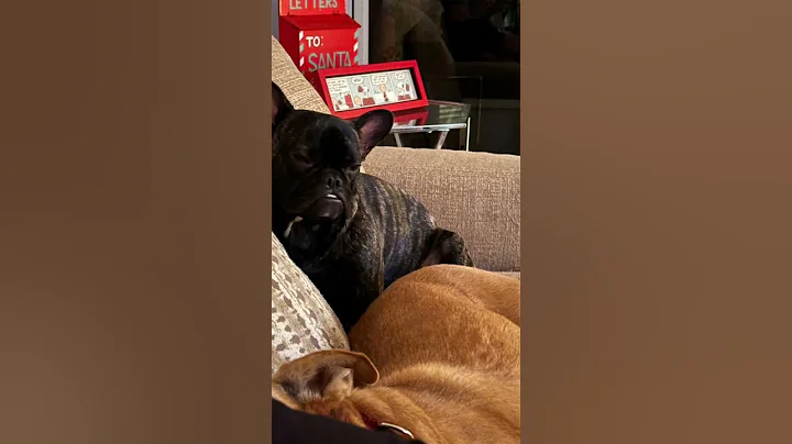Doggy Daycare  #dogsofyoutube #frenchbulldog #resc...