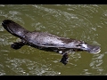 Platypus The World S Strangest Animal Nature Documentary