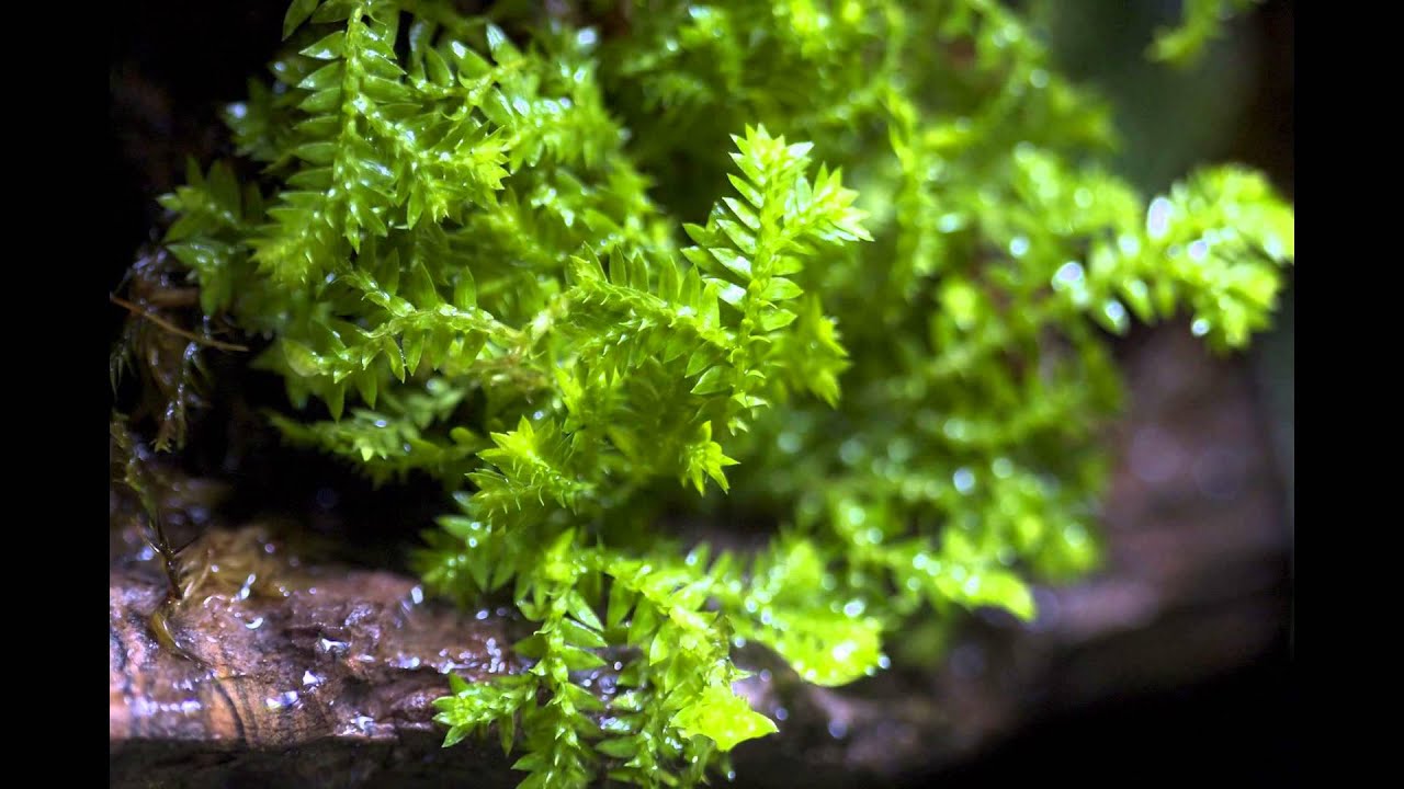 СЕЛАГИНЕЛЛА (SELAGINELLA) Селагипелловые (Плаунковые)