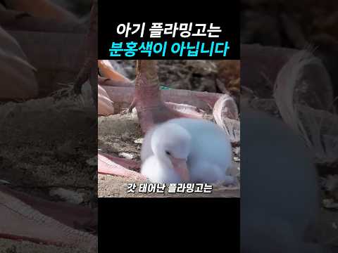 아기 플라밍고는 분홍색이 아닙니다 thumbnail