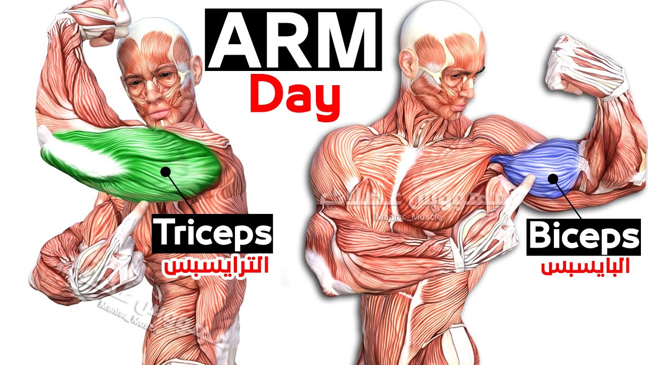 how-to-build-your-arms-workouts-fast-biceps-and-triceps-workout
