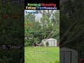 Nobody expects the falling tree moment 😱 #relatable #funny #viral