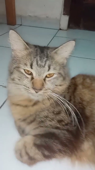 Kucing garong 😂😂#dnychanel344