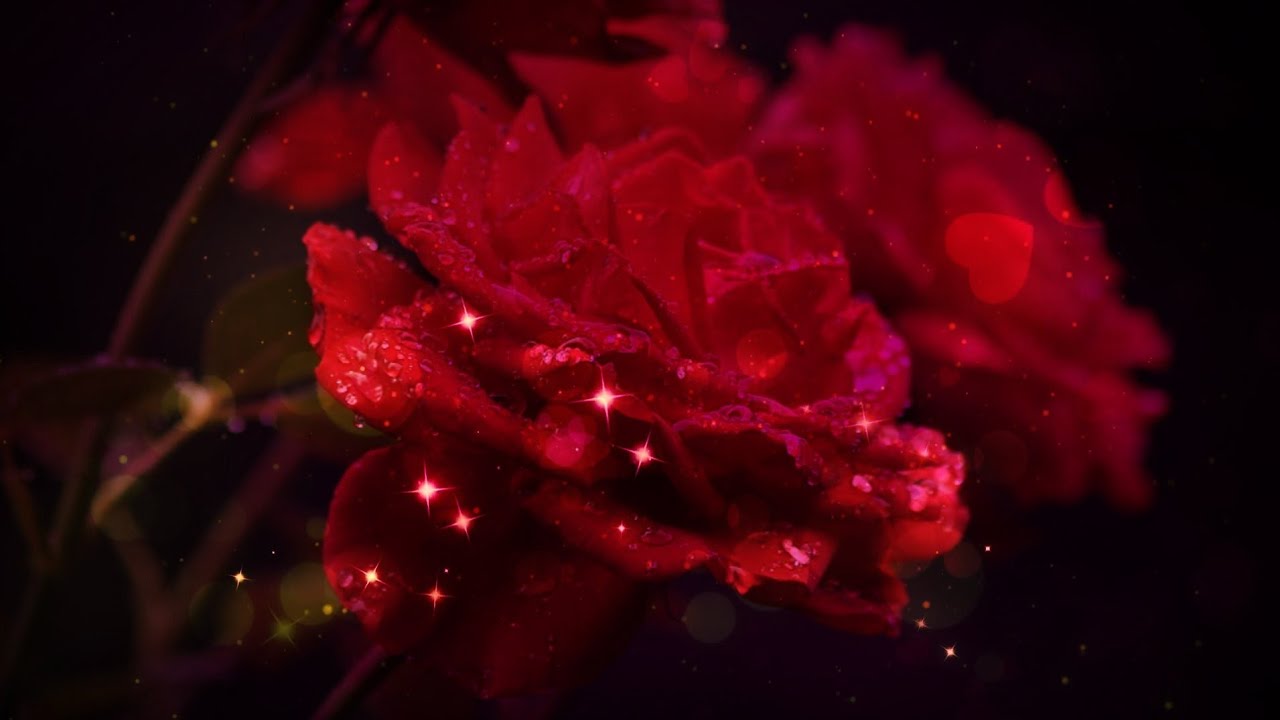 Red Rose Background Video For Wedding Invitation Background Without Watermark 411420