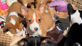 Dakarai, Red & White Basenji Male by Mwimbaji Basenji of Utah 64 views 3 months ago 1 minute, 27 seconds