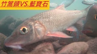 大隻竹篙頭與藍寶石 很少來淺灘覓食