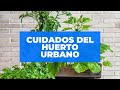 CUIDADOS DEL HUERTO URBANO