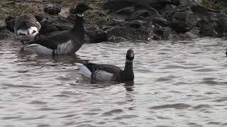 TRAILER BRANTA NEGRA