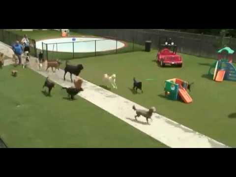 doggy-daycare-cam,-the-barkyard/-дневной-собачий-приют