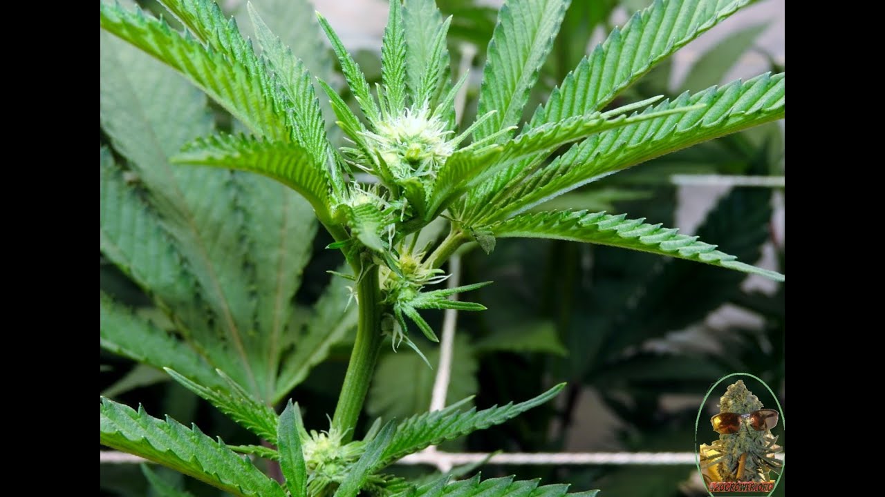 NEW GROW NEW STRAINS DAY 7 AFTER DARK  SLURTY 3  OREOZ  WHITE TRUFFLE