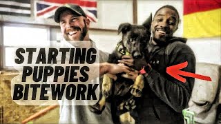 Will These Puppies Be Good Working Dogs by Iron Sharp K9  496 views 1 month ago 13 minutes, 28 seconds