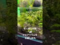 さようならブセファランドラ