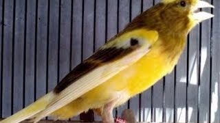 Trik Mudah Cara Menjinakkan Burung Kenari Anda  Cara Jinakin Kenari