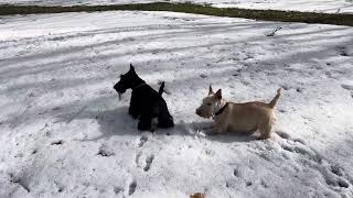 Snow Scotties part two 🥰 by Roark and Wyatt 181 views 2 months ago 20 seconds