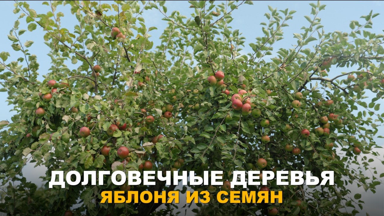 САД ИЗ ОДНОГО ЯБЛОКА. Простая технология выращивания яблони из покупного яблока.