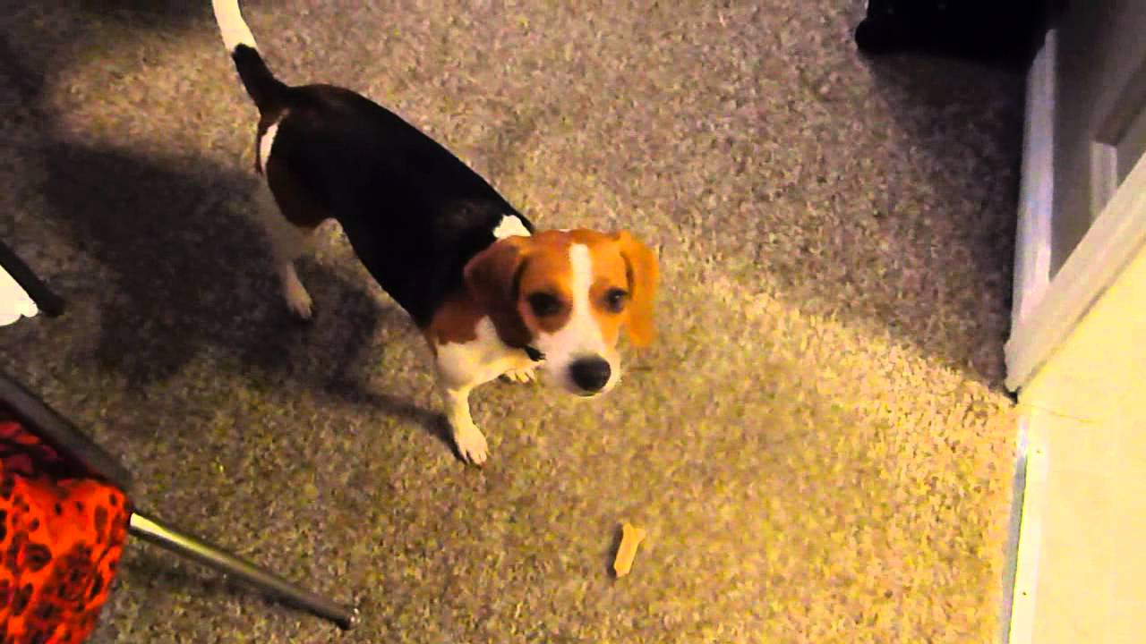 My dog is afraid of a hair blow dryer? YouTube