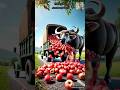 Grandma's hungry buffalo comes to the city and starts eating lots of apples