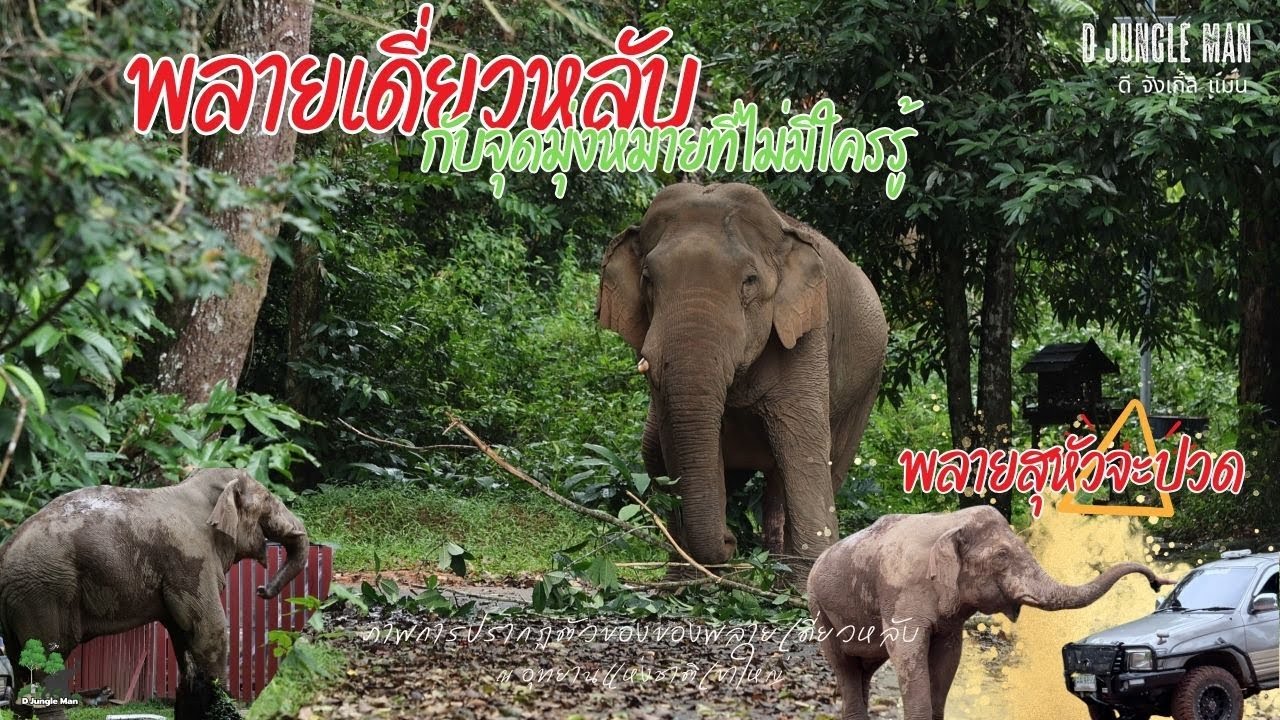 พลายเดี่ยวหลับต้องการอะไร และพลายสุจะรับมืออย่างไร #พลายเดี่ยวหลับ  #ช้างป่าเขาใหญ่