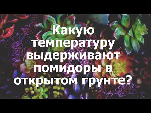 Какую температуру выдерживают помидоры в открытом грунте?