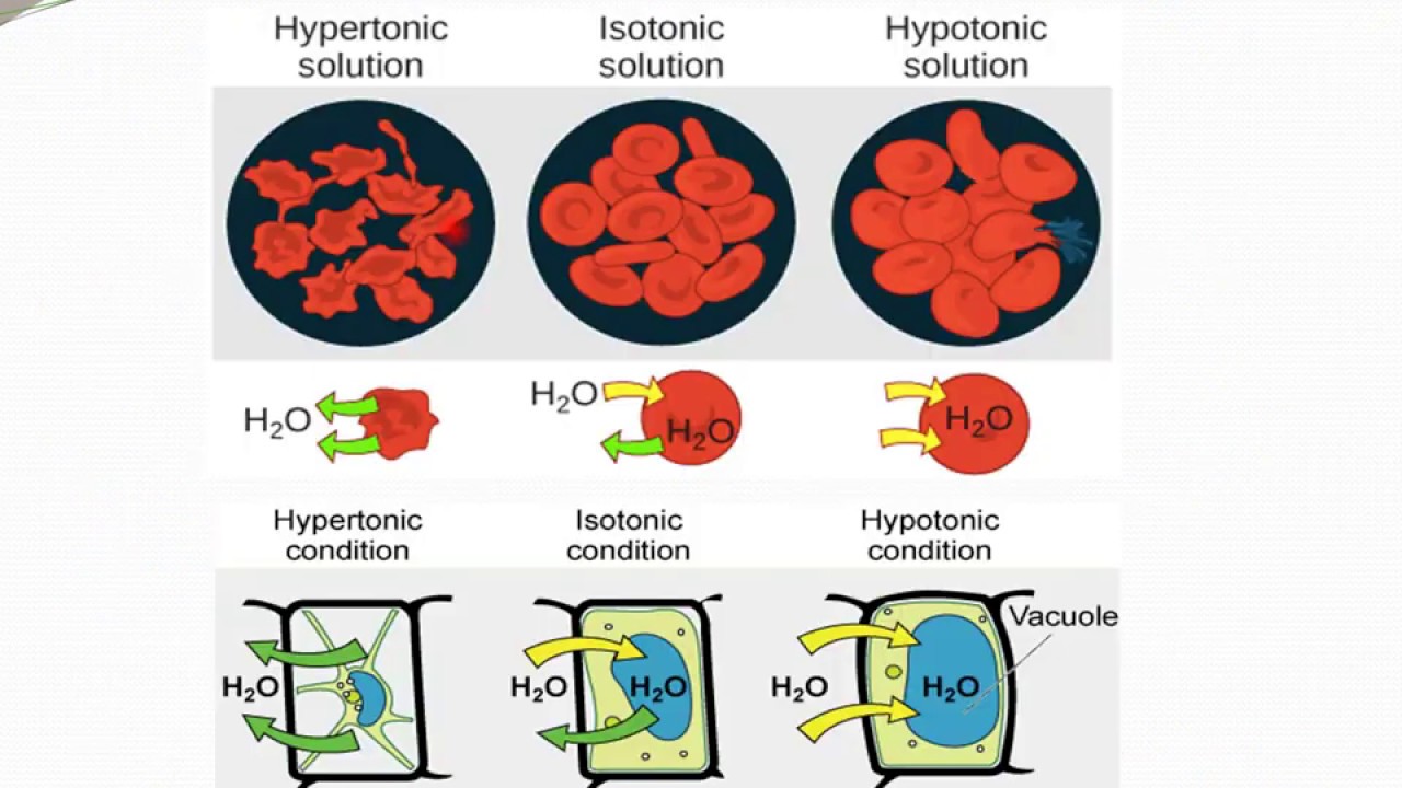 isotonic solutions (2) lec 6