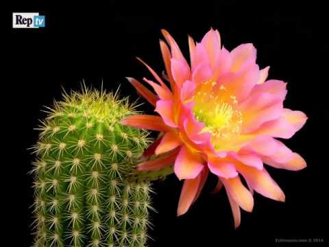 Video: Cactus Che Sbocciano