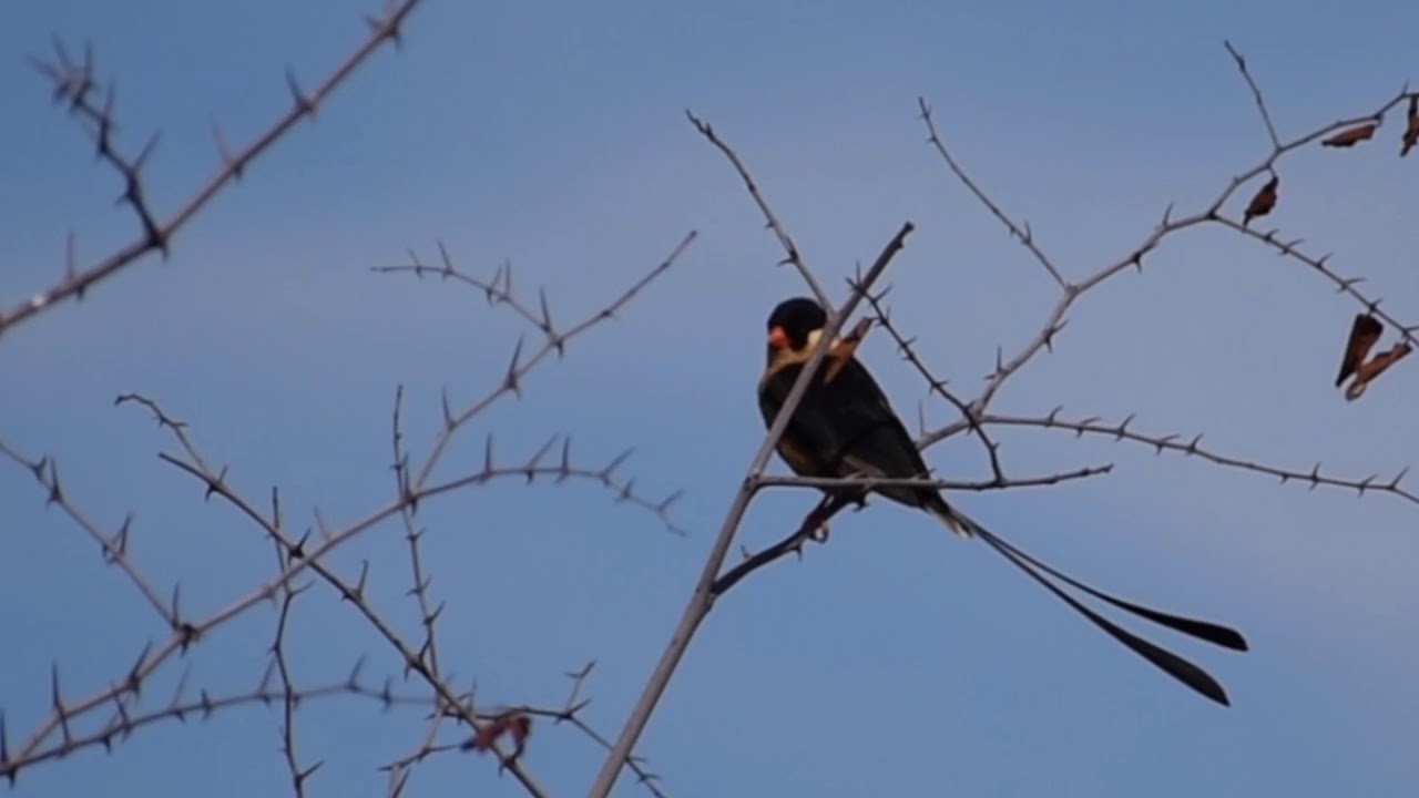 RHULANI MINUTE SAFARI - Shaft-tailed whydah 
