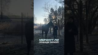Мерзнут Ли Лошади Зимой?