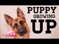 WATCH MY PUPPY GROW | German Shepherd |10 weeks to 1 year