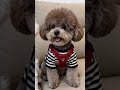 Navigating the Dynamic AI World: A Bichon's Communication Dilemma