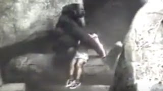 Gorilla Carries 3-Year-Old Boy to Safety in 1996 Incident