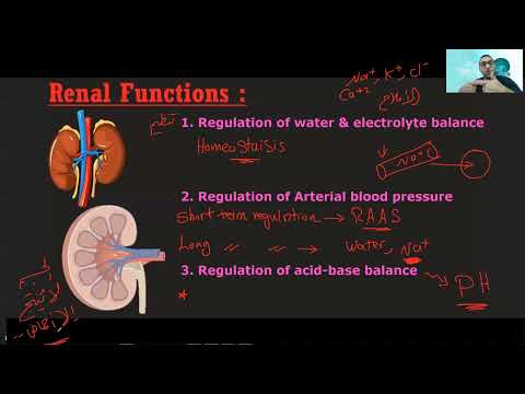 Renal Physiology 1 د الشريف 