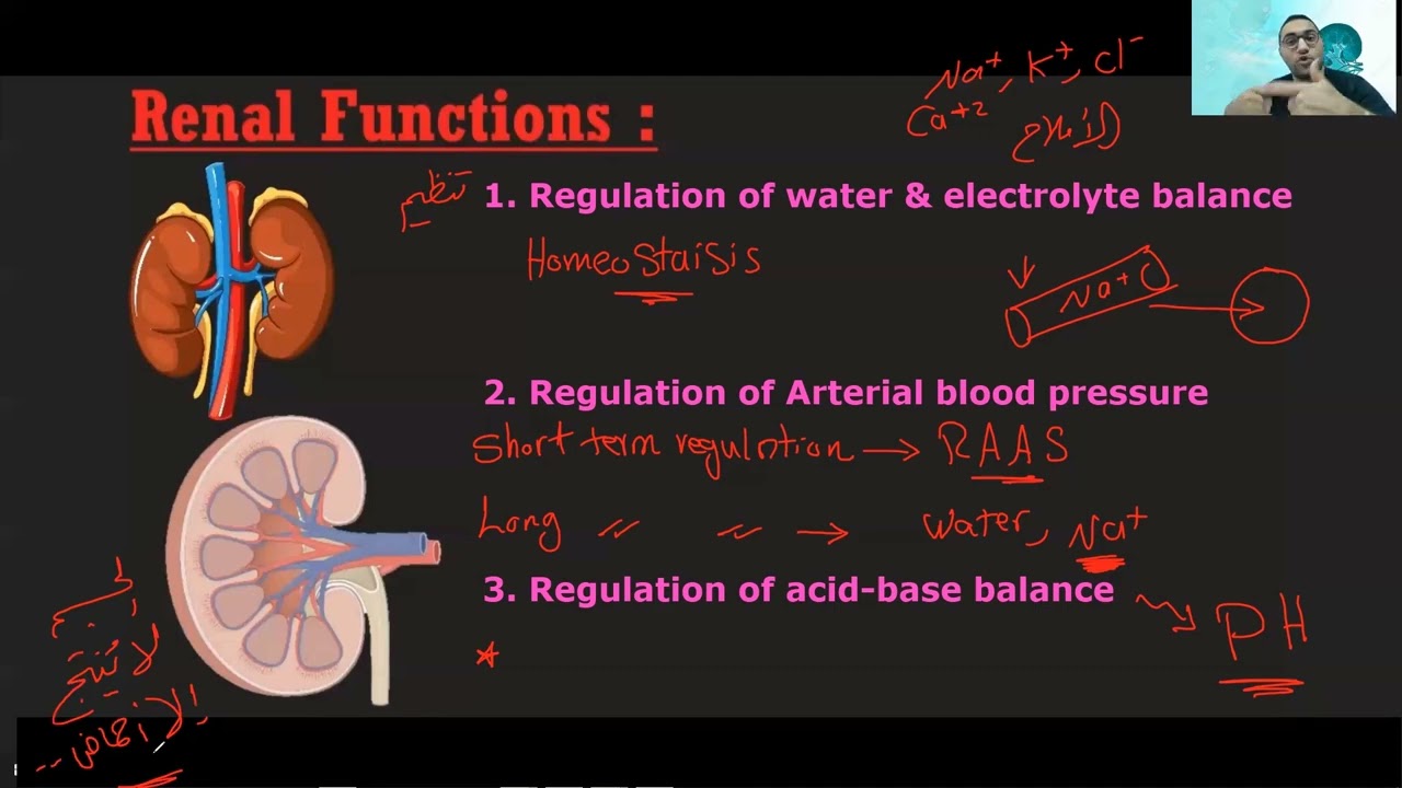Renal Physiology - 1 د/ الشريف