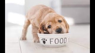 HOW TO FEED A DOG OR PUPPY CORRECTLY 🐶 How many times a day you should feed your dog