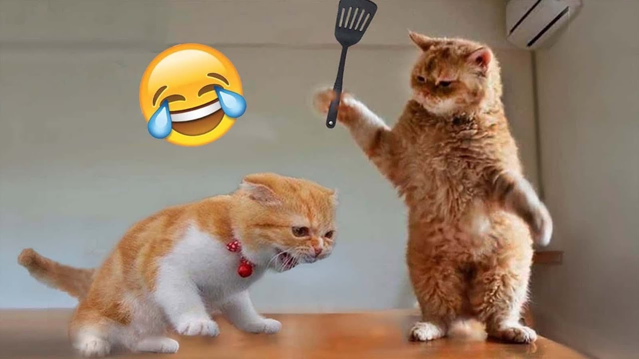 Cats vs Logic 😂 Unbelievable Funny Cat Compilation 2025
