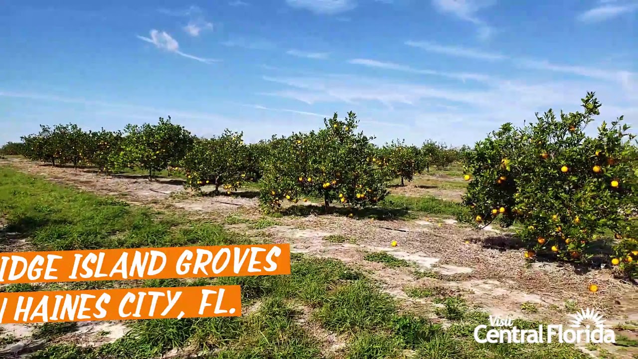 Pick An Orange At Ridge Island Groves Haines City Fl Youtube