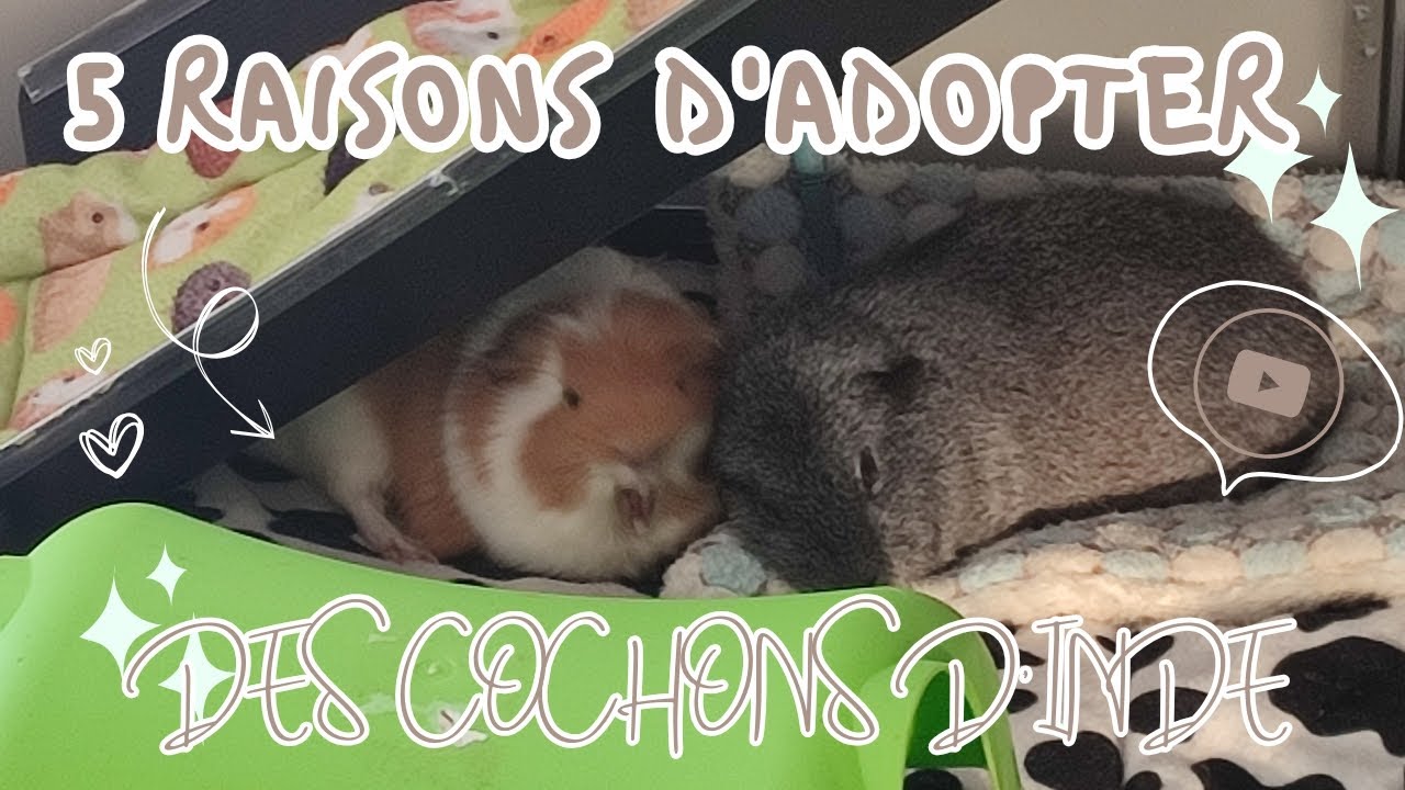 5 RAISONS D'ADOPTER DES COCHONS D'INDE