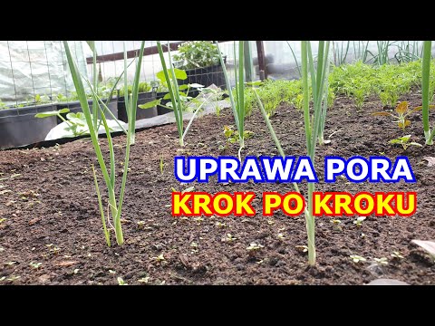 Wideo: Uprawa porów: jak uprawiać pory w ogrodzie