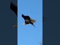 BALD EAGLE FRIEND IN ALASKA