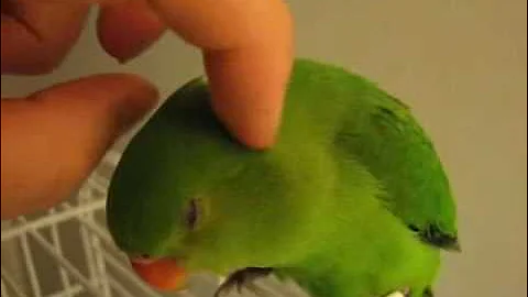 Watch the video about FIRST RARE! Abyssinian Baby Lovebird on Youtube!