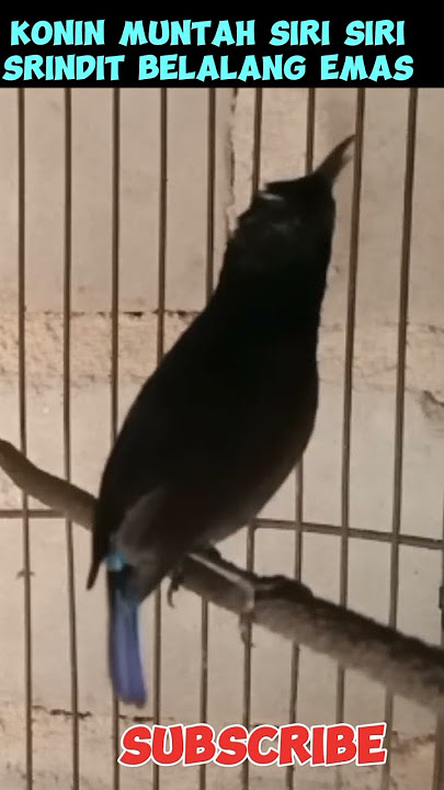 KONIN MUNTAH SIRI SIRI SRINDIT BELALANG EMAS#short#koningacor #kolibrininja