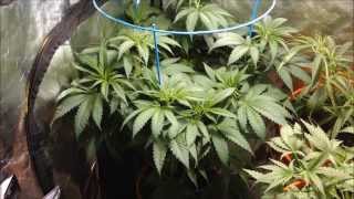 Veg Tent - 9/23/13