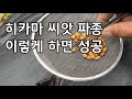 당뇨에 좋은 히카마 지금 파종해도 될까