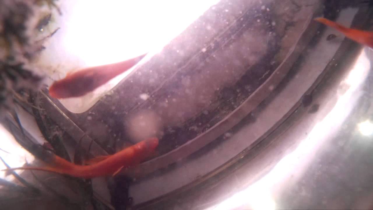Gopro: Fish Tank Exploration!