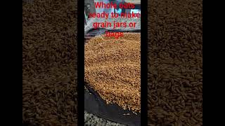 Making grain spawn for mushroom cultivation #mycology #sendit #agar