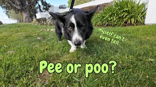 Is it pee or poo? Cardigan Welsh Corgi himself doesn't even know! | Totle the corgi Ep.73