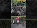 Japanese Snow Monkey&#39;s Food Buffet Cart Run